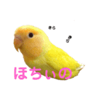 インコのからあげスタンプ（個別スタンプ：25）