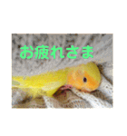 インコのからあげスタンプ（個別スタンプ：28）