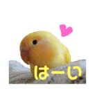 インコのからあげスタンプ（個別スタンプ：30）