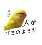 インコのからあげスタンプ（個別スタンプ：31）