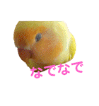 インコのからあげスタンプ（個別スタンプ：33）