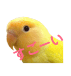 インコのからあげスタンプ（個別スタンプ：34）