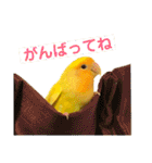 インコのからあげスタンプ（個別スタンプ：35）