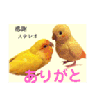 インコのからあげスタンプ（個別スタンプ：36）