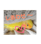 インコのからあげスタンプ（個別スタンプ：37）