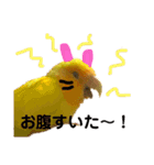 インコのからあげスタンプ（個別スタンプ：38）