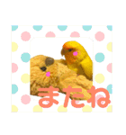 インコのからあげスタンプ（個別スタンプ：40）