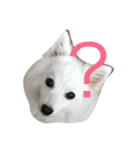 わんこニャンコ日常（個別スタンプ：1）