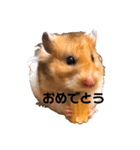 ゴールデンハムスター  ぽんちゃん（個別スタンプ：4）