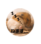 ゴールデンハムスター  ぽんちゃん（個別スタンプ：9）