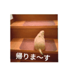 プレーリードッグのタルト♥（個別スタンプ：3）
