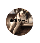 こまちとコムギ（個別スタンプ：1）