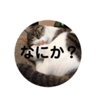 こまちとコムギ（個別スタンプ：3）
