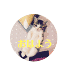 こまちとコムギ（個別スタンプ：4）