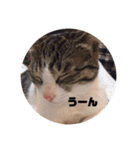 こまちとコムギ（個別スタンプ：7）