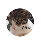 こまちとコムギ（個別スタンプ：8）