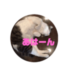 こまちとコムギ（個別スタンプ：9）