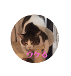 こまちとコムギ（個別スタンプ：15）