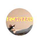 こまちとコムギ（個別スタンプ：16）
