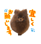 毎日ぷすぷすver.1（個別スタンプ：1）