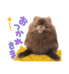 毎日ぷすぷすver.1（個別スタンプ：3）