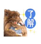 毎日ぷすぷすver.1（個別スタンプ：12）