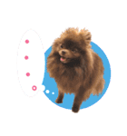 毎日ぷすぷすver.1（個別スタンプ：17）