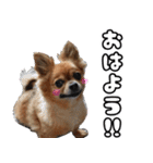 我おこげぞ（個別スタンプ：3）