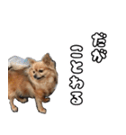 我おこげぞ（個別スタンプ：10）