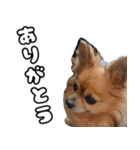 我おこげぞ（個別スタンプ：15）