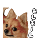 我おこげぞ（個別スタンプ：20）