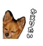 我おこげぞ（個別スタンプ：28）
