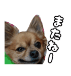 我おこげぞ（個別スタンプ：29）