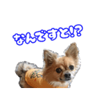 我おこげぞ（個別スタンプ：31）