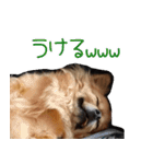 我おこげぞ（個別スタンプ：32）