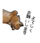 我おこげぞ（個別スタンプ：33）