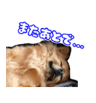 我おこげぞ（個別スタンプ：34）