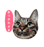 にゃんこたちの毎日（個別スタンプ：1）