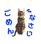 にゃんこたちの毎日（個別スタンプ：7）