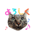 にゃんこたちの毎日（個別スタンプ：14）