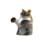 ねこのチィちゃん（個別スタンプ：1）