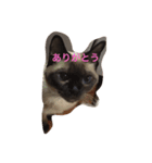ねこのチィちゃん（個別スタンプ：3）