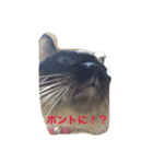 ねこのチィちゃん（個別スタンプ：5）
