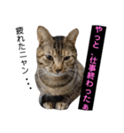 猫-ネコ-ねこ- cat（個別スタンプ：8）