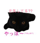 猫-ネコ-ねこ- cat（個別スタンプ：11）