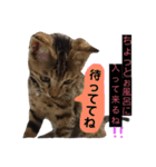 猫-ネコ-ねこ- cat（個別スタンプ：12）