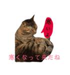 猫-ネコ-ねこ- cat（個別スタンプ：21）