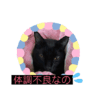 猫-ネコ-ねこ- cat（個別スタンプ：24）