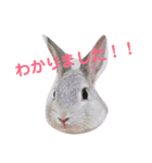 じゅらバニ（個別スタンプ：1）