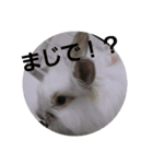 じゅらバニ（個別スタンプ：2）
